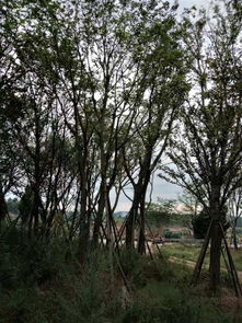 四川精品苗木供應商 打造綠色產(chǎn)業(yè)的堅實后盾