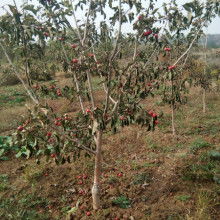 山西運城一卓苗木合作社 專業(yè)苗木供應服務商