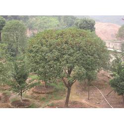 丹桂苗木 批發(fā)、供應與廠家選擇指南