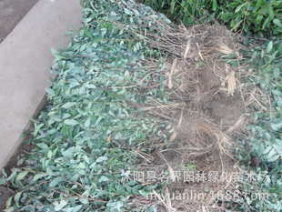 名界園林廠家常年供應灌木繡線菊——高品質(zhì)苗木，專業(yè)指導價盡在農(nóng)苗網(wǎng)