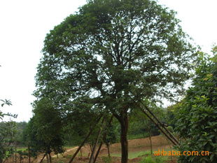 供應湖南優(yōu)質(zhì)八月桂苗木，盡在農(nóng)苗網(wǎng)與瀏陽林子洲苗圃