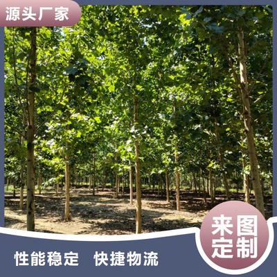 法桐苗木暢銷全國，優(yōu)質(zhì)基地助力綠化建設