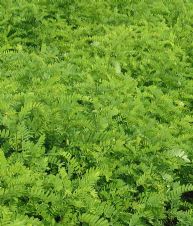 綠化苗木產品與190種苗木圖片信息介紹