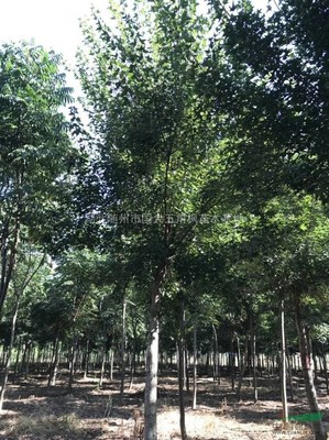 湖北隨州市國大五角楓苗木基地 優質苗木的培育與價值