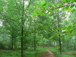 花木社區(qū)苗木論壇 產(chǎn)業(yè)脈搏與經(jīng)驗(yàn)薈萃的第二頁(yè)面