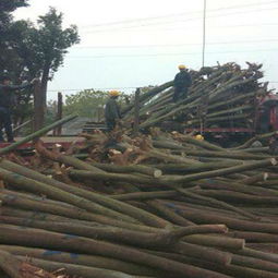 春日植樹正當(dāng)時(shí) 選購(gòu)優(yōu)質(zhì)苗木的五大關(guān)鍵注意事項(xiàng)