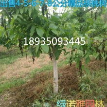 朝陽(yáng)產(chǎn)業(yè)中的綠色明珠 果樹綠化苗木的發(fā)展與應(yīng)用