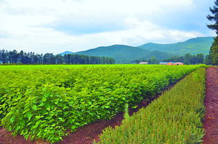 奮力走出全面振興新路 森工產(chǎn)業(yè)奏響“創(chuàng)新與開放”主旋律，苗木經(jīng)濟(jì)煥發(fā)新生機(jī)